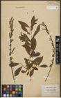 Foto von Salix purpurea L. x Salix silesiaca Willd.
